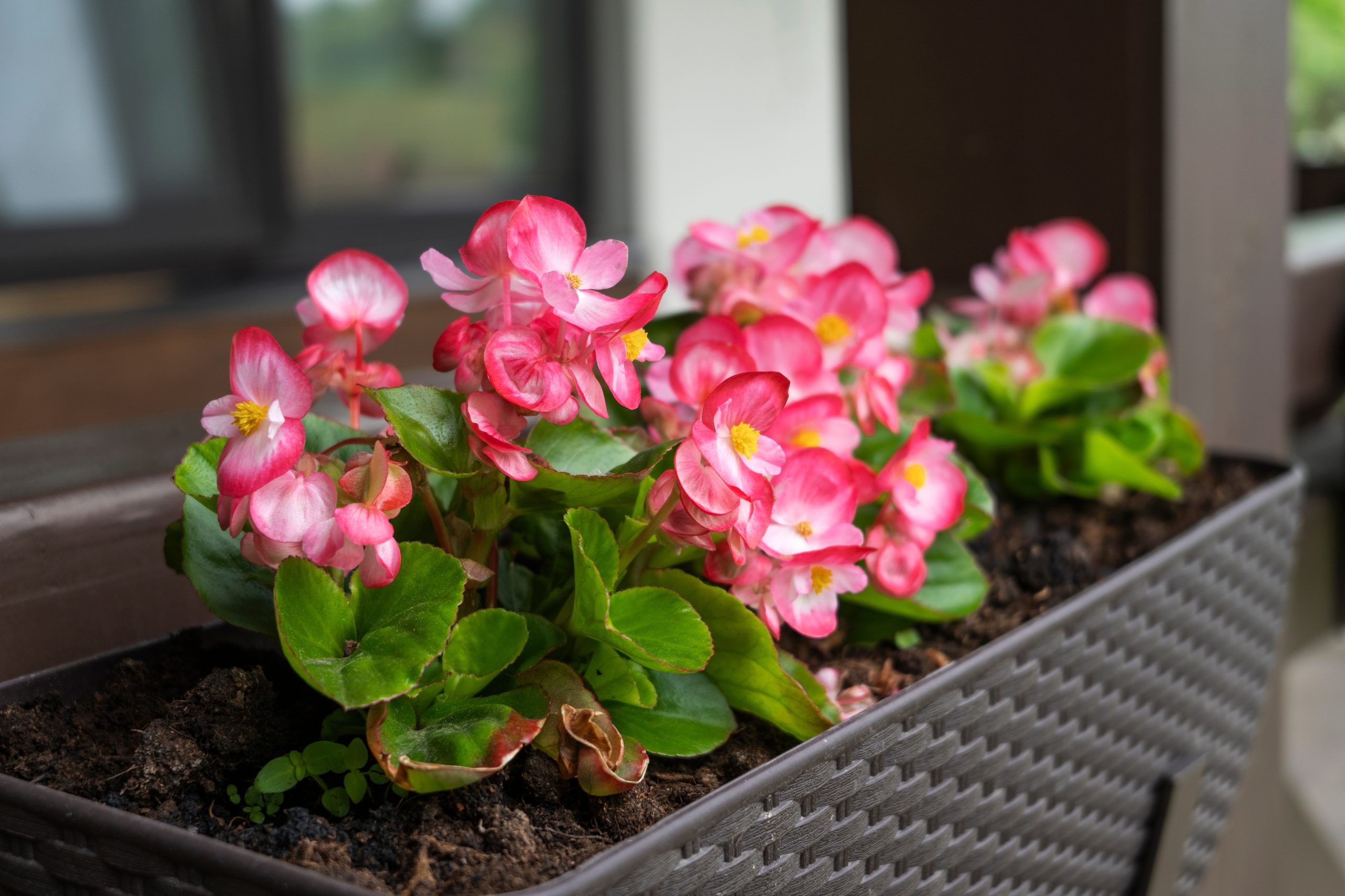 Plantas e Flores